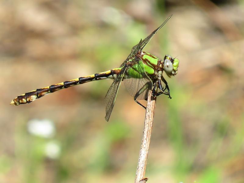 Photo of Sioux Snaketail