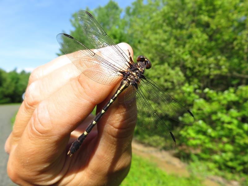 Photo of Common Sanddragon