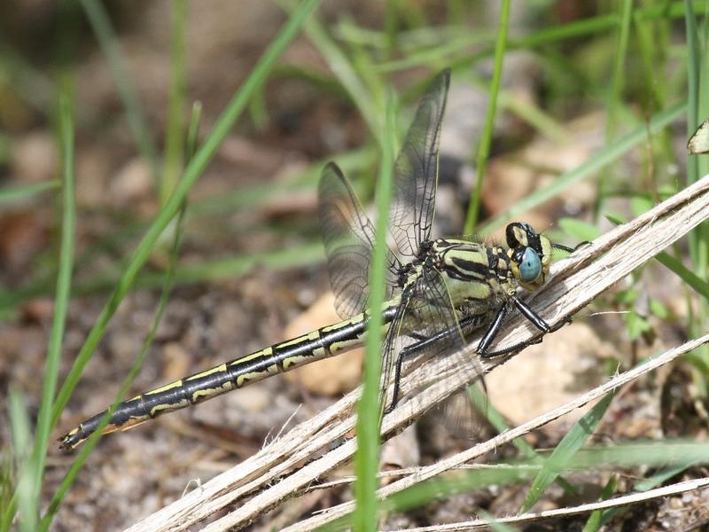 Photo of Horned Clubtail