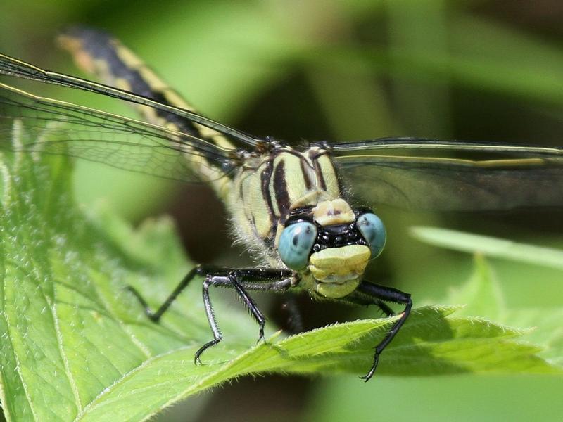 Photo of Horned Clubtail