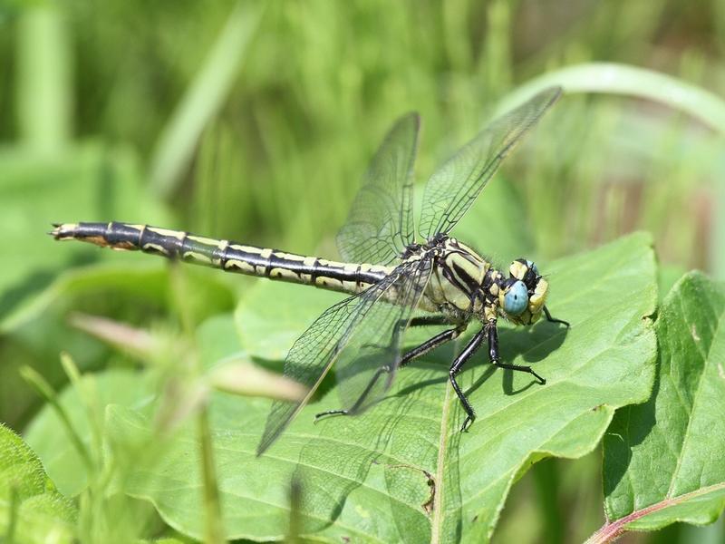 Photo of Horned Clubtail