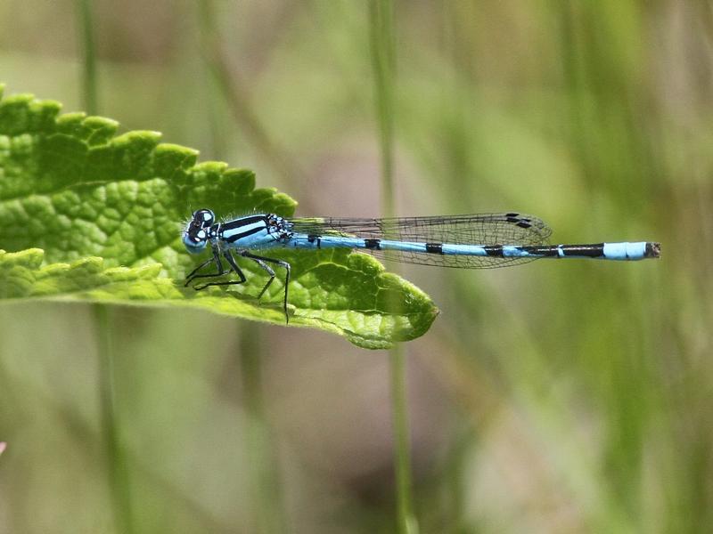 Photo of Marsh Bluet