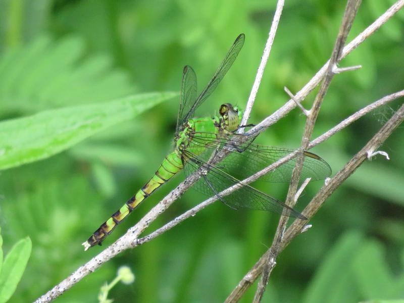 Photo of Eastern Pondhawk