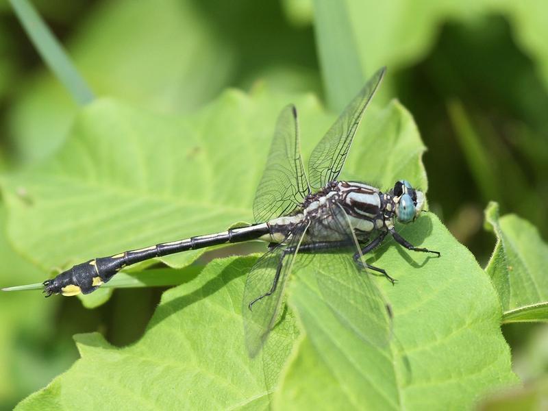 Photo of Midland Clubtail