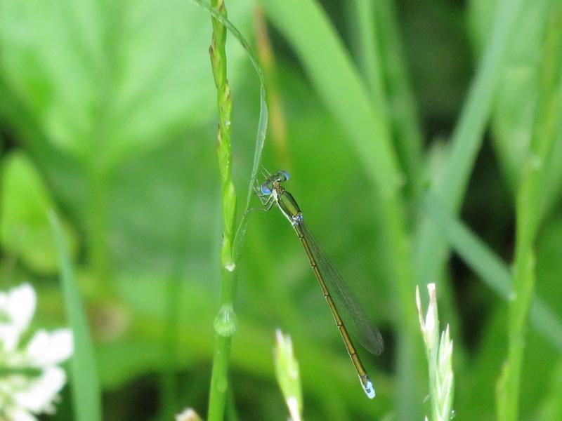 Photo of Sedge Sprite