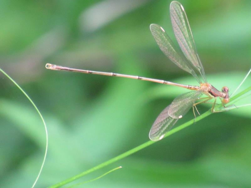 Photo of Slender Spreadwing