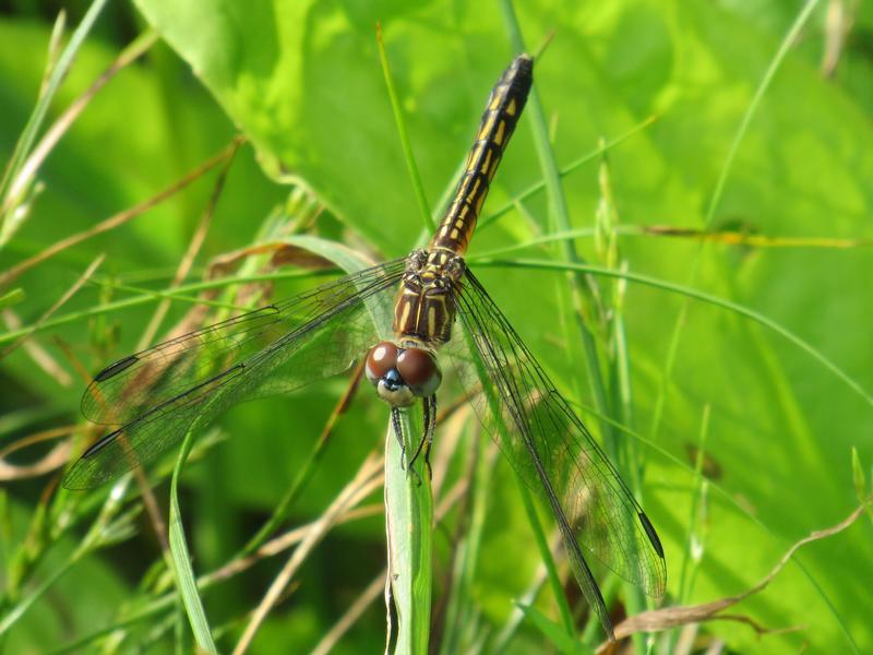 Photo of Blue Dasher