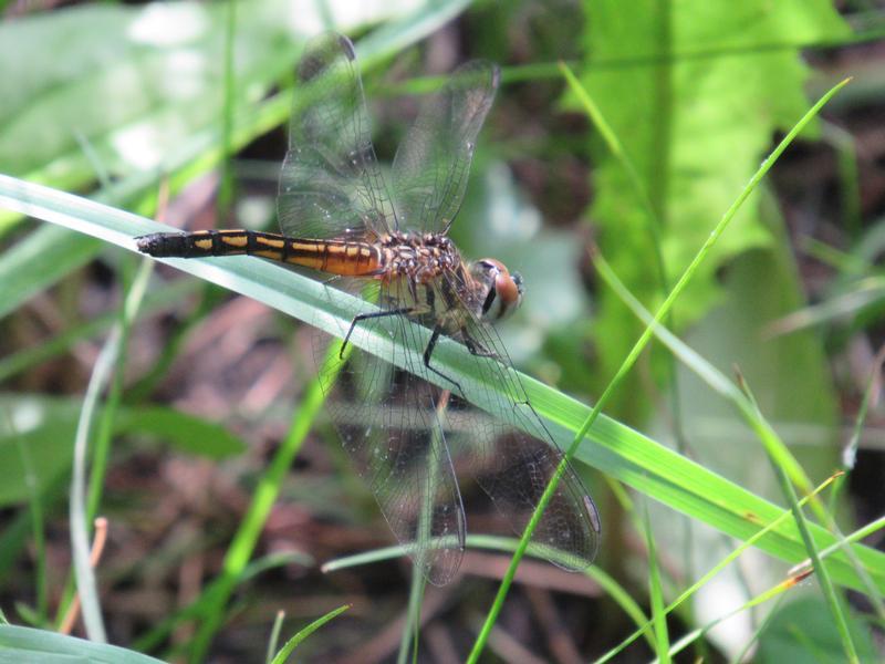 Photo of Blue Dasher
