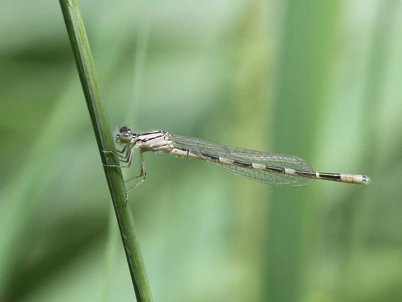 Photo of Tule Bluet