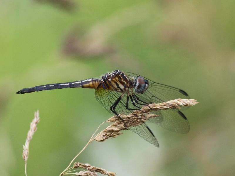 Photo of Blue Dasher