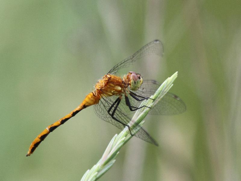 Photo of White-faced Meadowhawk