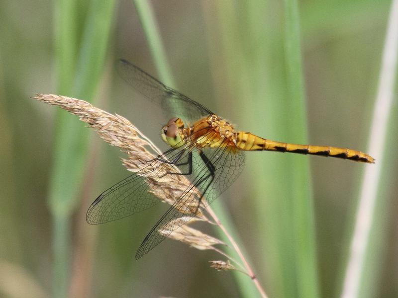 Photo of White-faced Meadowhawk