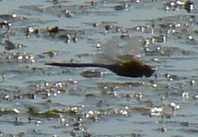 Photo of Common Green Darner