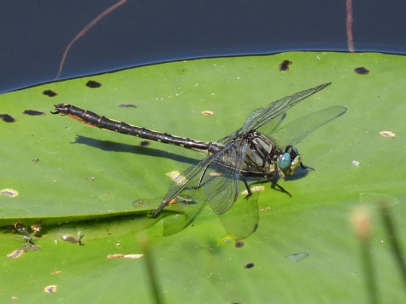 Photo of Horned Clubtail