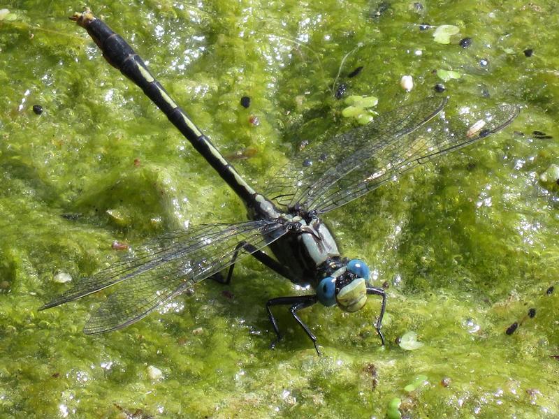 Photo of Lilypad Clubtail