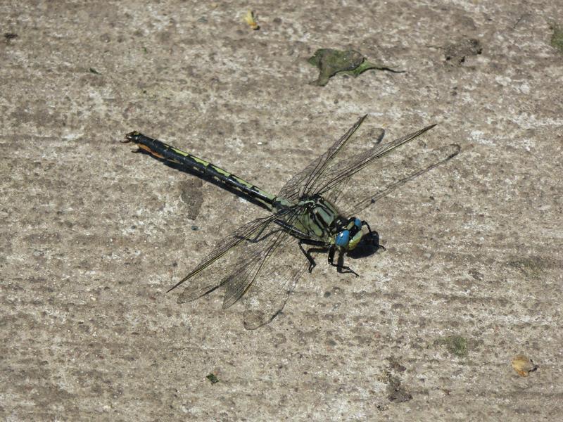 Photo of Horned Clubtail