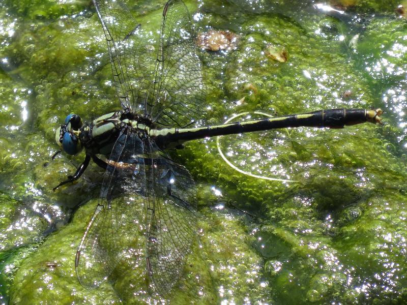 Photo of Lilypad Clubtail