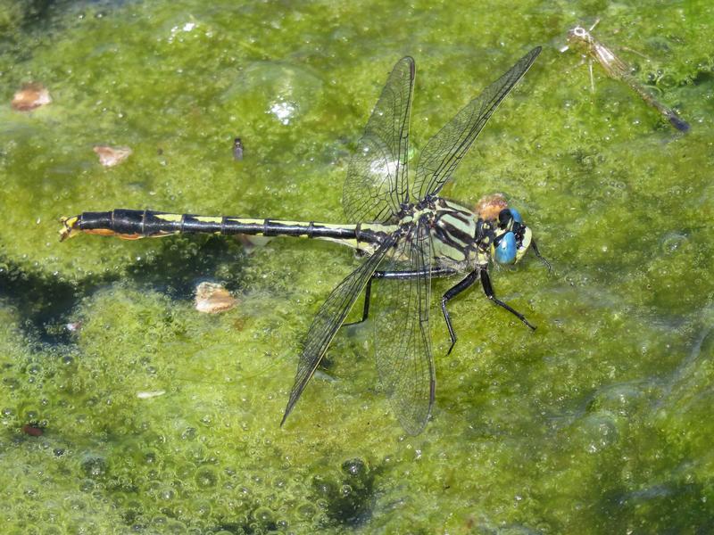 Photo of Lilypad Clubtail