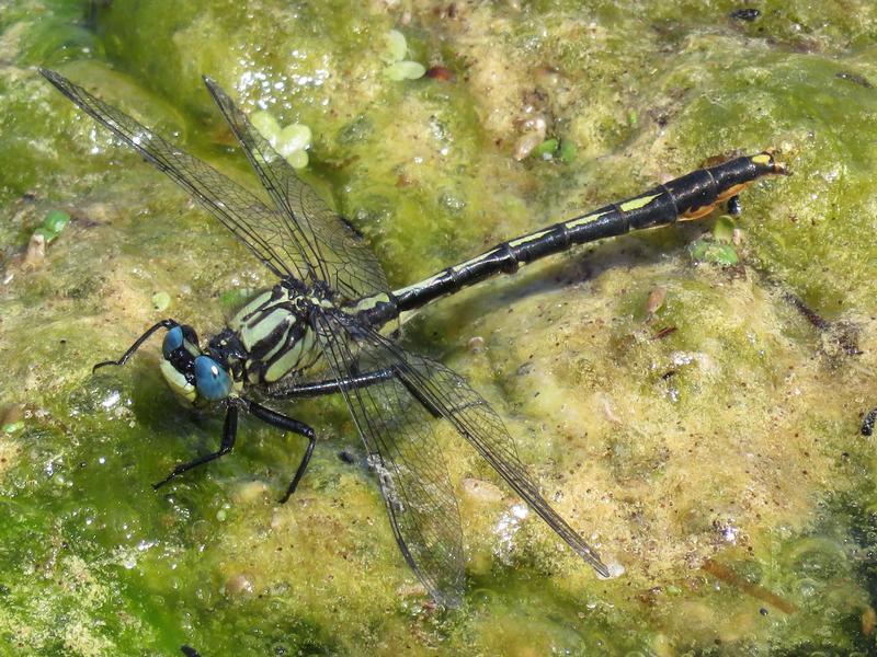 Photo of Lilypad Clubtail