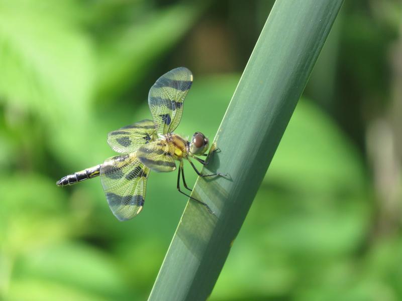 Photo of Halloween Pennant