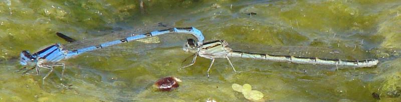 Photo of Familiar Bluet