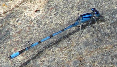 Photo of Familiar Bluet