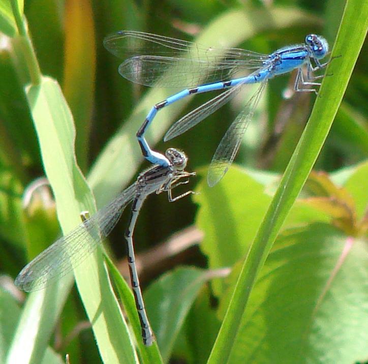 Photo of Familiar Bluet