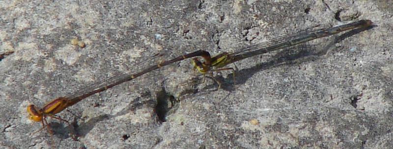 Photo of Orange Bluet