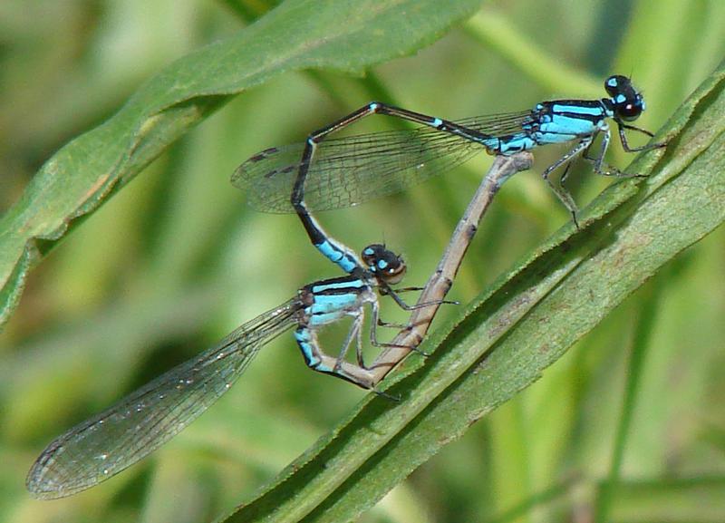 Photo of Skimming Bluet