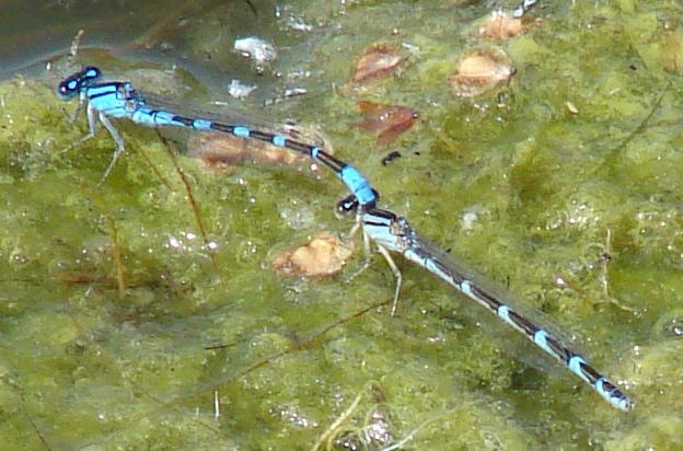 Photo of Tule Bluet