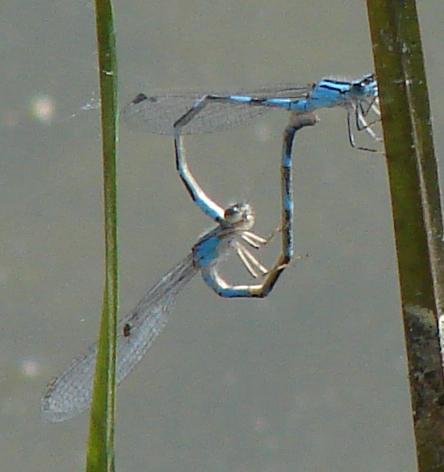 Photo of Tule Bluet