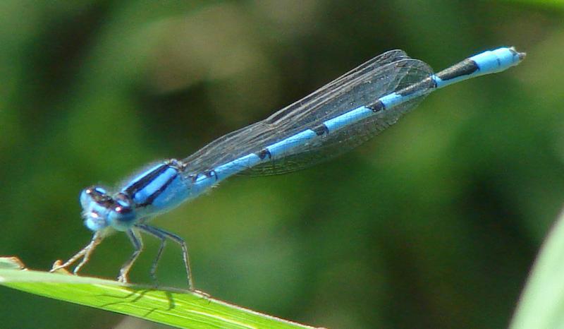 Photo of Familiar Bluet