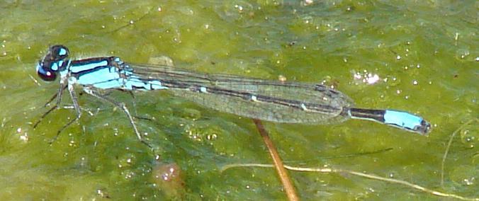 Photo of Skimming Bluet