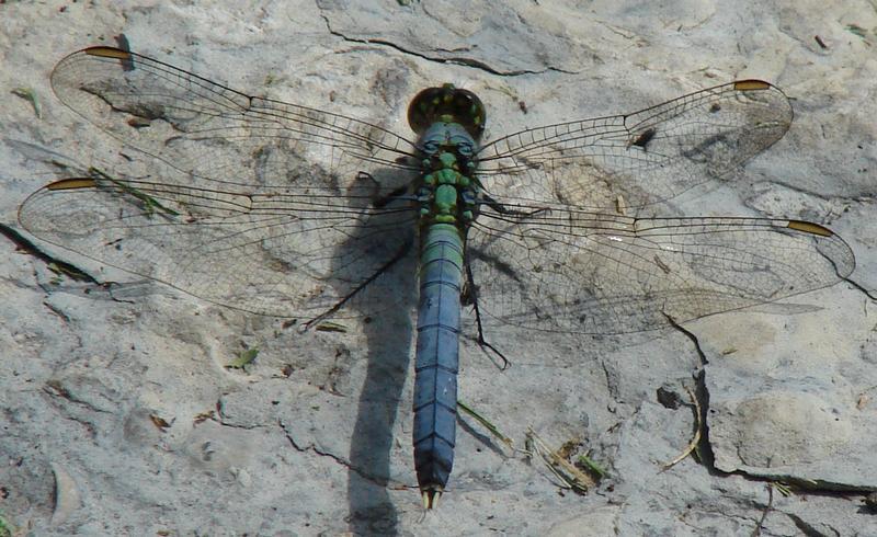 Photo of Eastern Pondhawk