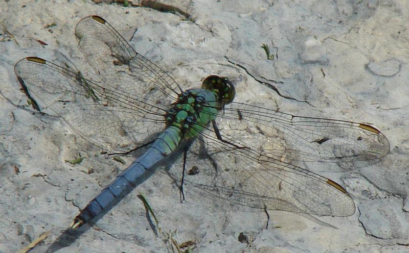 Photo of Eastern Pondhawk