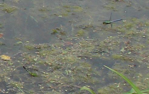 Photo of Eastern Pondhawk