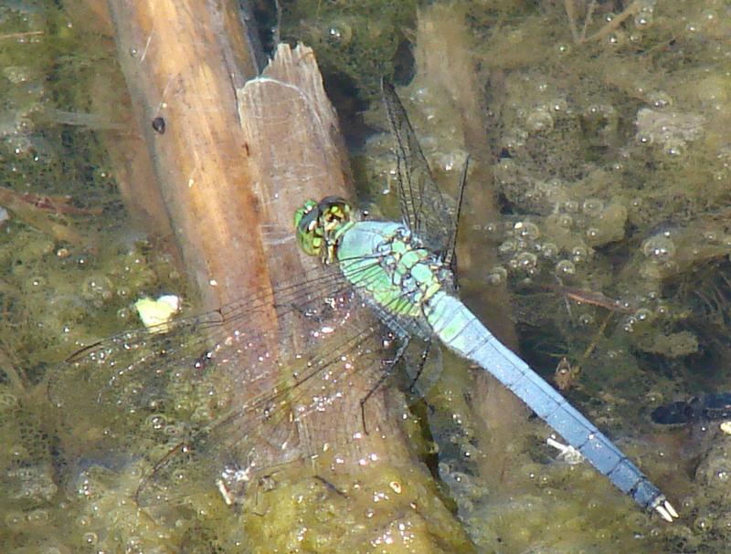 Photo of Eastern Pondhawk