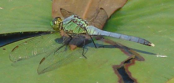Photo of Eastern Pondhawk