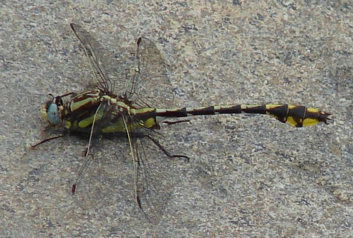 Photo of Plains Clubtail