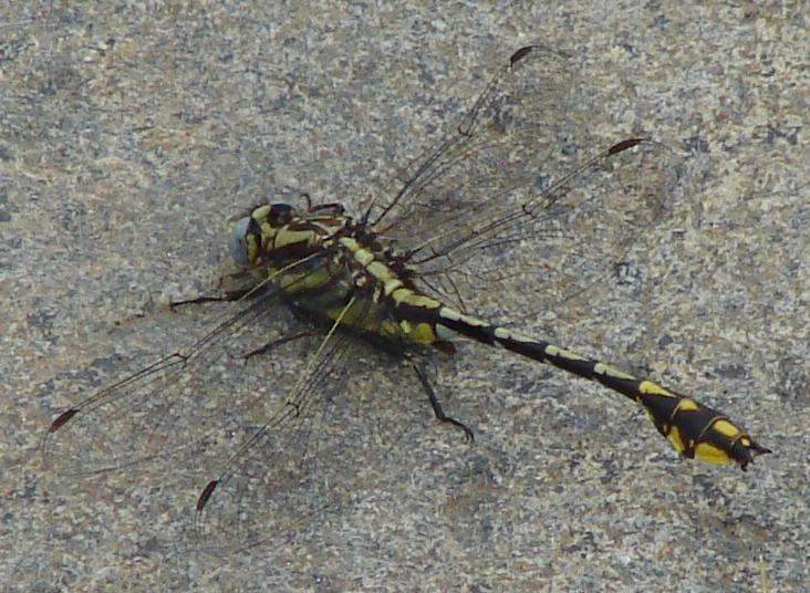 Photo of Plains Clubtail