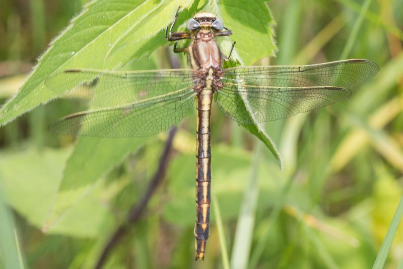 Photo of Dusky Clubtail