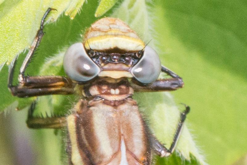 Photo of Dusky Clubtail