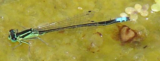 Photo of Eastern Forktail