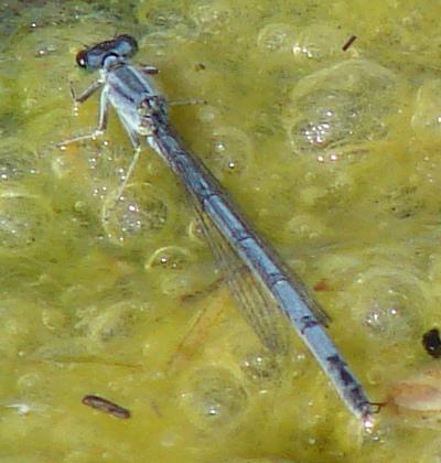 Photo of Eastern Forktail