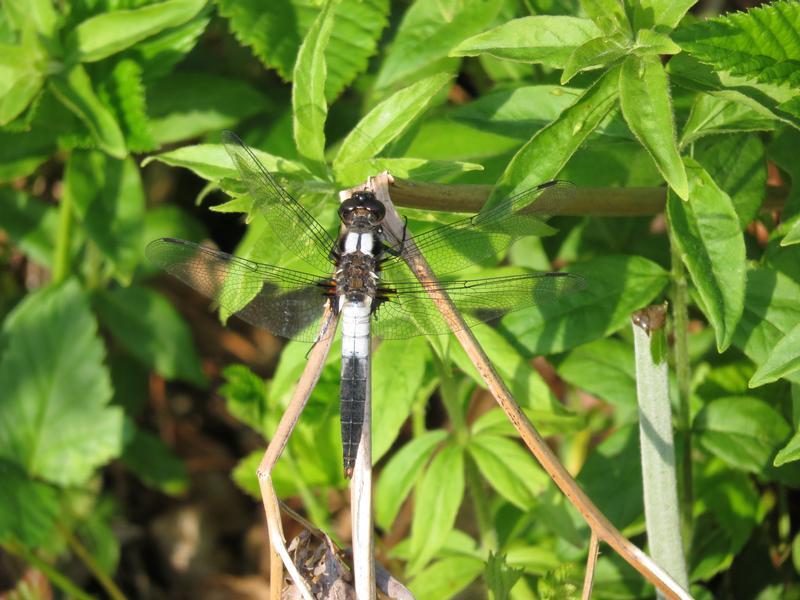 Photo of Chalk-fronted Corporal