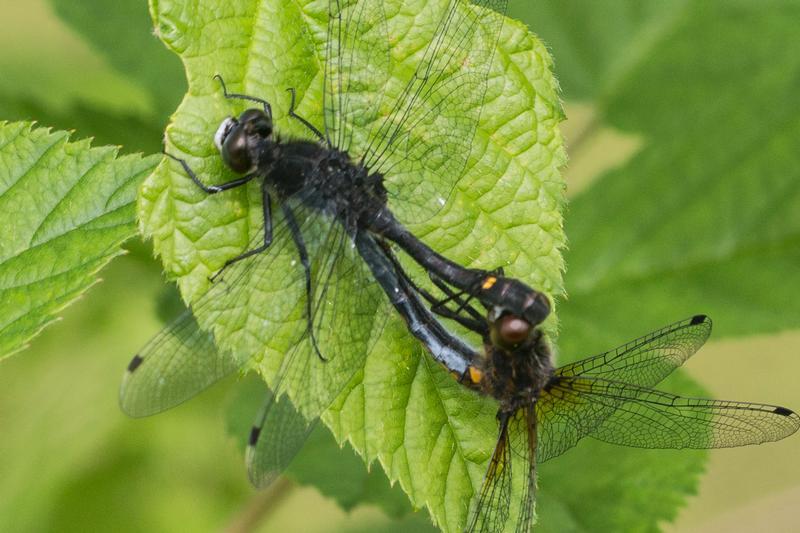 Photo of Dot-tailed Whiteface