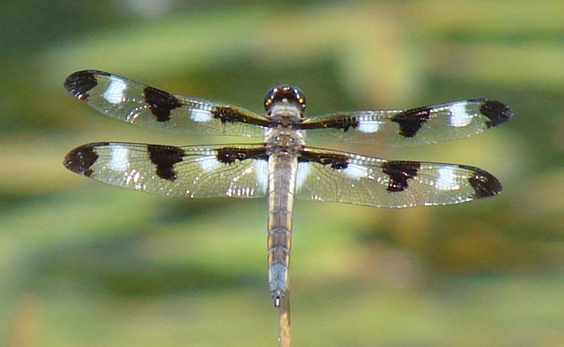 Photo of Twelve-spotted Skimmer