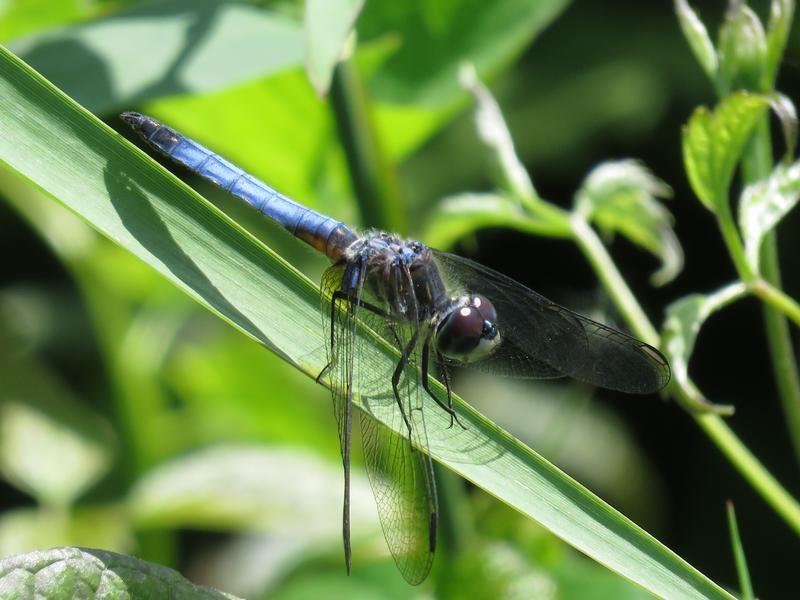 Photo of Blue Dasher