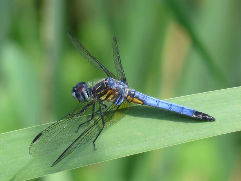 Photo of Blue Dasher