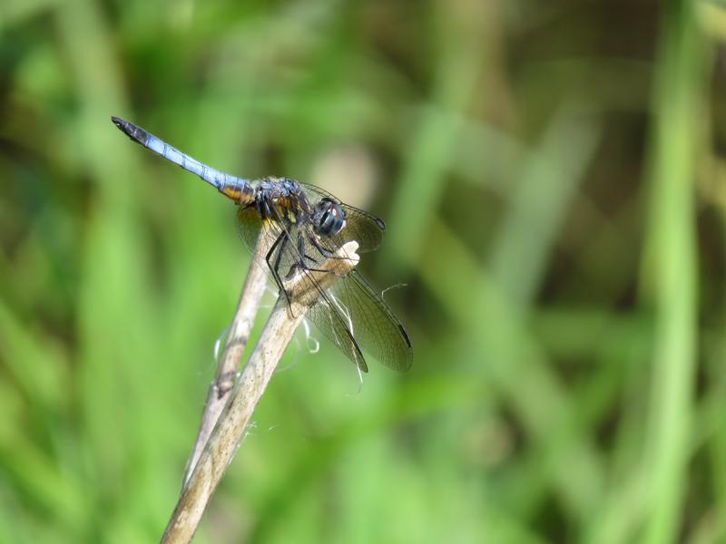 Photo of Blue Dasher